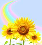 Rainbow and sunflowers