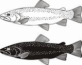 Trout fish vector illustration