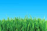 green grass over blue sky - abstract background
