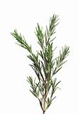 rosemary herb isolated on white background 