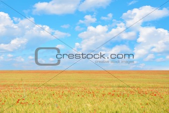field of poppies and perfect blue sky 