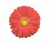 Red gerbera flower isolated on white background 