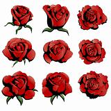 nine red roses