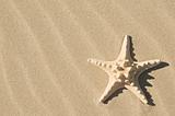 Starfish and sand.