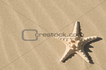 Starfish and sand.