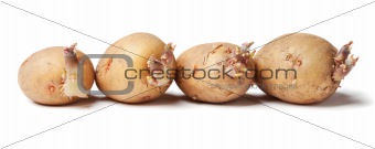 Tubers of a potato with sprouts