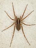 Big brown spider on wall
