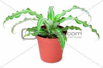 Plant in pot isolated on white background