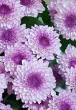 Big bouquet flowers - asters