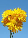 Beautiful yellow flowers on a blue sky.