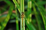 Ruddy Darter (Sympetrum sanguineum) Dragonfly in grass