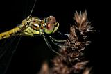Closeup Ruddy Darter Dragonfly with big eyes on dark background