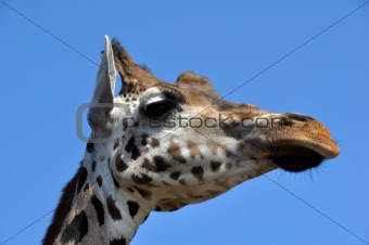 giraf 