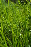 long green summer grass