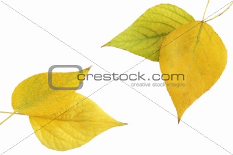 foliage aspen
