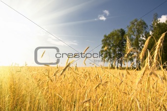 Summer view of ripe wheat