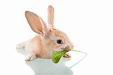 beautiful bunny eating