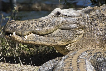 Smiling Aligator