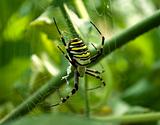 Spider Argiope Bruennichi