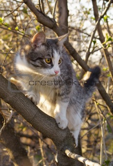 Cat on the tree