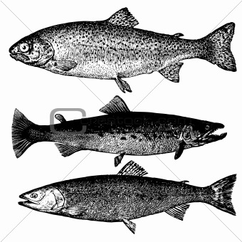 Vector Trout