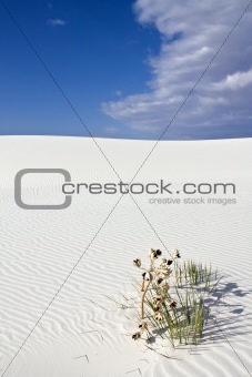 Sand Patterns in White Dunes National Monument