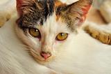 Close-up of calico kitten