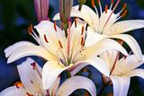Beautiful white lilies