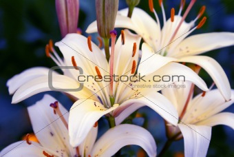 Beautiful white lilies