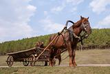 horse, harnessed to a cart
