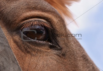 Horse's eye