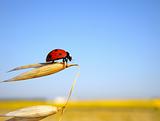 Ladybug prepares to flight