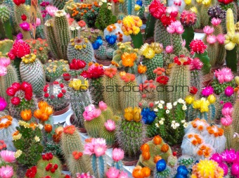cactusses