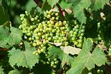 croatia, istria - closeup of wine grapes at vineyard in summer
