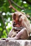 Mother monkey is breastfeeding her baby