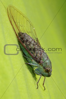 Cicada Full body