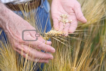 Hands holding wheat 