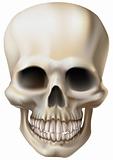 Illustration of a human skull