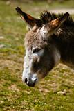 sad donkey