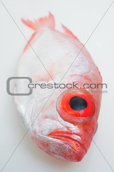Big eye fish