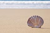 Scallop shell in sand.