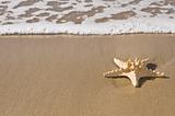 Starfish by the ocean