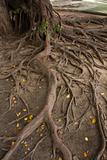 root tree