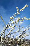 almond tree flowers