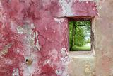 aged weathered pink wall window beech forest