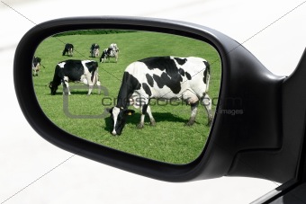 rearview car driving mirror view meadow cow