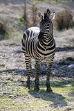 Beautiful african Zebra outdoor