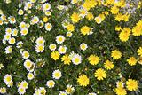 daisy yellow and white flowers in garden