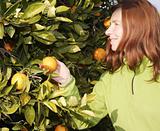 orange tree field female farmer harvest picking fruits