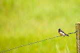 A Barn-swallow perched on a barbed wire fence